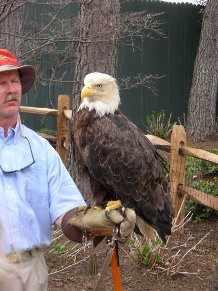 Eagle!