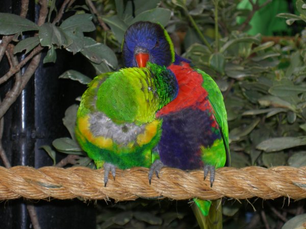 Preening each other.