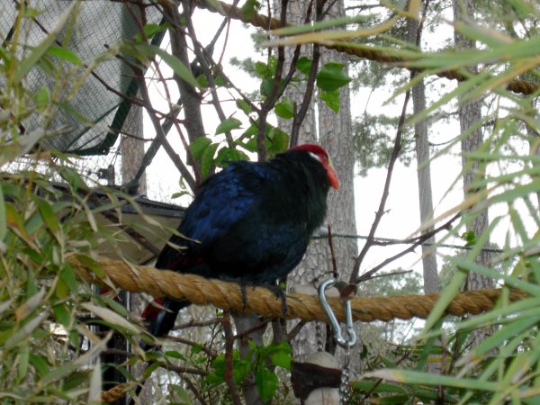 Another lorikeet maybe?  Not sure...