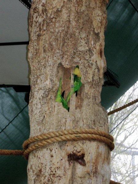 Lorikeets in a tree.