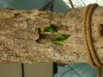 Lorikeets in a tree.